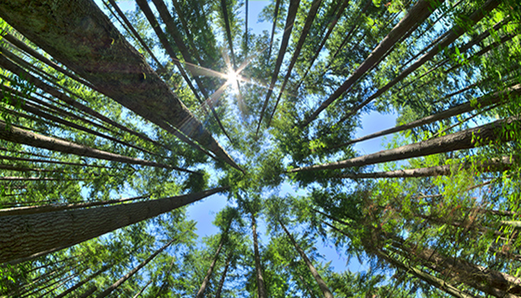 cover du contenu Crédit Agricole Assurances renforce son engagement pour la biodiversité
