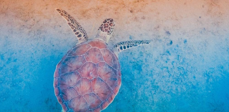 cover du contenu L’écologie a-t-elle sa place dans la comptabilité ?