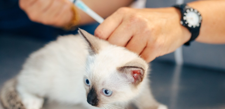 cover du contenu Virbac chute en Bourse après des résultats dégradés au premier semestre